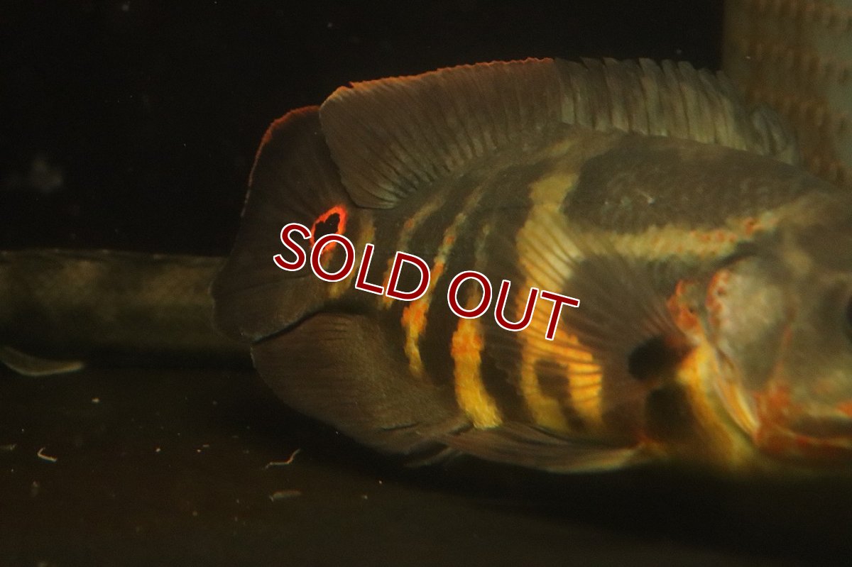 画像9: 【淡水魚】【通販】激レア No1 極上個体 極赤 スーパーレッドオスカー サンフランシスコ産 ワイルド【個体販売】(生体)(熱帯魚)NKＯ (9)