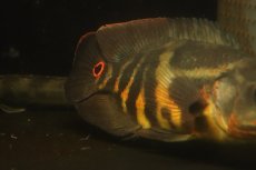画像9: 【淡水魚】【通販】激レア No1 極上個体 極赤 スーパーレッドオスカー サンフランシスコ産 ワイルド【個体販売】(生体)(熱帯魚)NKＯ (9)