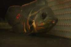 画像10: 【淡水魚】【通販】激レア No1 極上個体 極赤 スーパーレッドオスカー サンフランシスコ産 ワイルド【個体販売】(生体)(熱帯魚)NKＯ (10)