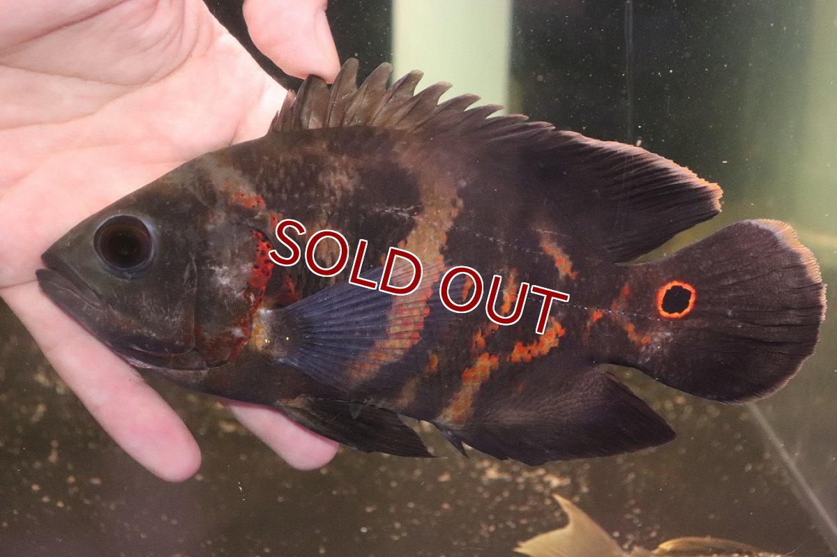 画像1: 【淡水魚】【通販】激レア No2 極上個体 極赤 スーパーレッドオスカー サンフランシスコ産 ワイルド【個体販売】(生体)(熱帯魚)NKＯ (1)