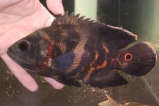 画像1: 【淡水魚】【通販】激レア No2 極上個体 極赤 スーパーレッドオスカー サンフランシスコ産 ワイルド【個体販売】(生体)(熱帯魚)NKＯ (1)