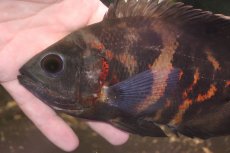 画像2: 【淡水魚】【通販】激レア No2 極上個体 極赤 スーパーレッドオスカー サンフランシスコ産 ワイルド【個体販売】(生体)(熱帯魚)NKＯ (2)