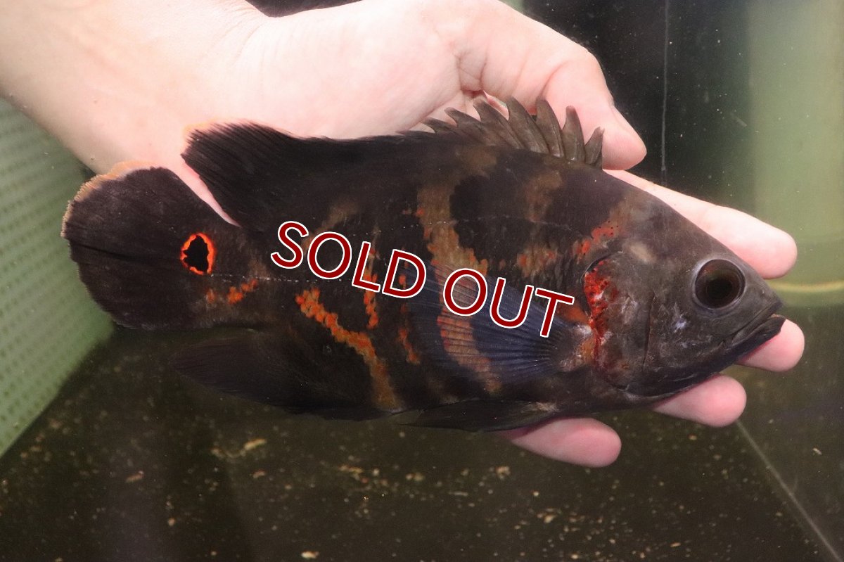画像4: 【淡水魚】【通販】激レア No2 極上個体 極赤 スーパーレッドオスカー サンフランシスコ産 ワイルド【個体販売】(生体)(熱帯魚)NKＯ (4)