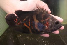 画像4: 【淡水魚】【通販】激レア No2 極上個体 極赤 スーパーレッドオスカー サンフランシスコ産 ワイルド【個体販売】(生体)(熱帯魚)NKＯ (4)