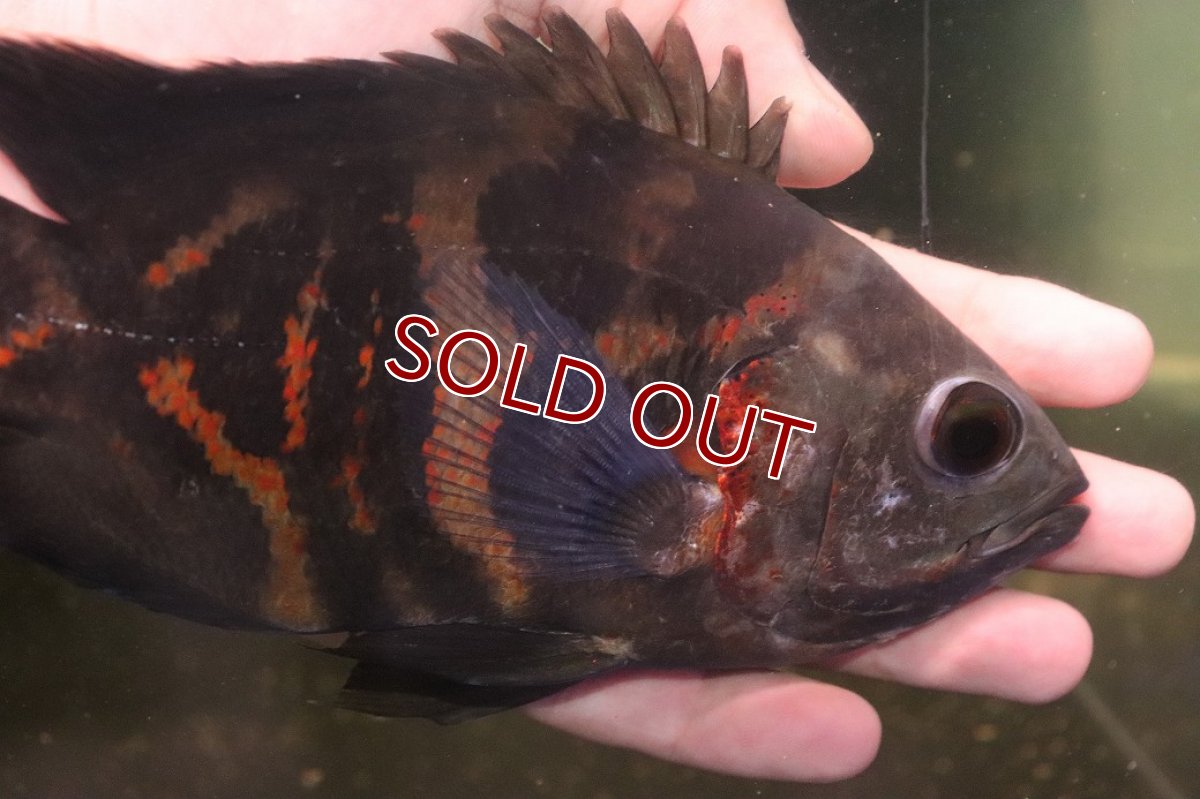 画像5: 【淡水魚】【通販】激レア No2 極上個体 極赤 スーパーレッドオスカー サンフランシスコ産 ワイルド【個体販売】(生体)(熱帯魚)NKＯ (5)