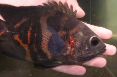 画像5: 【淡水魚】【通販】激レア No2 極上個体 極赤 スーパーレッドオスカー サンフランシスコ産 ワイルド【個体販売】(生体)(熱帯魚)NKＯ (5)