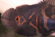画像6: 【淡水魚】【通販】激レア No2 極上個体 極赤 スーパーレッドオスカー サンフランシスコ産 ワイルド【個体販売】(生体)(熱帯魚)NKＯ (6)