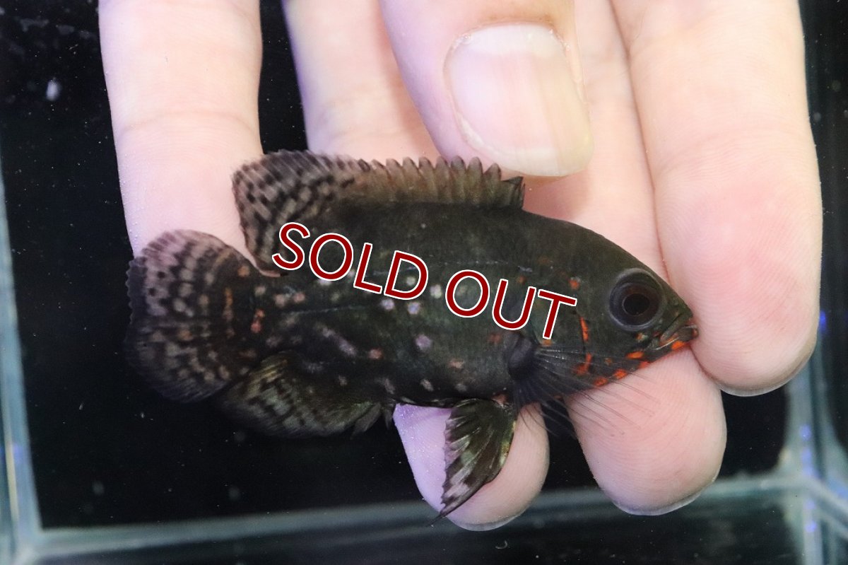 画像1: 【淡水魚】【通販】赤強い ブラジル No1 ワイルドレッドオスカー サンフランシスコ産【個体販売】(±6.5cm)(大型魚(生体)(熱帯魚)NKO (1)