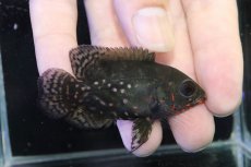 画像1: 【淡水魚】【通販】赤強い ブラジル No1 ワイルドレッドオスカー サンフランシスコ産【個体販売】(±6.5cm)(大型魚(生体)(熱帯魚)NKO (1)