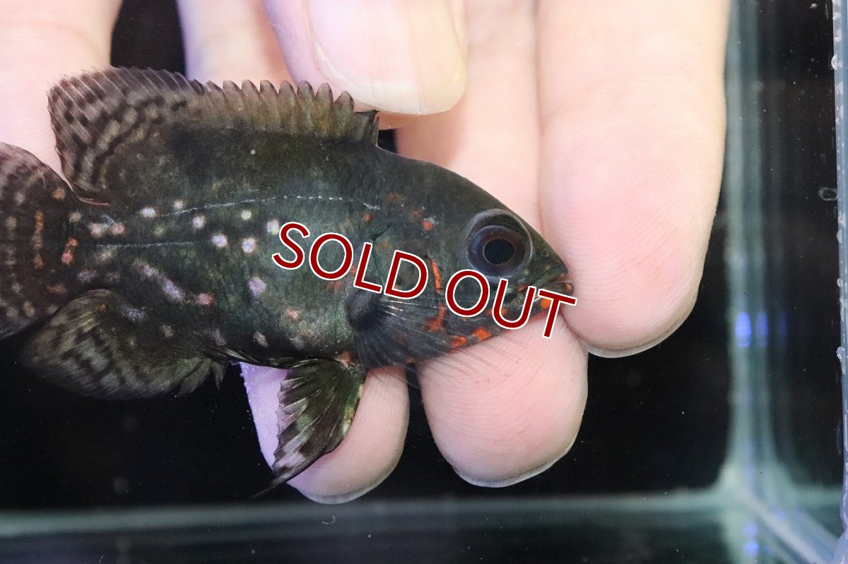 画像2: 【淡水魚】【通販】赤強い ブラジル No1 ワイルドレッドオスカー サンフランシスコ産【個体販売】(±6.5cm)(大型魚(生体)(熱帯魚)NKO (2)