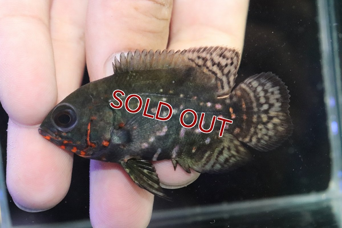 画像3: 【淡水魚】【通販】赤強い ブラジル No1 ワイルドレッドオスカー サンフランシスコ産【個体販売】(±6.5cm)(大型魚(生体)(熱帯魚)NKO (3)