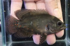 画像1: 【淡水魚】【通販】ブラジル No2 ワイルドレッドオスカー サンフランシスコ産【個体販売】(±10cm)(大型魚)(生体)(熱帯魚)NKO (1)