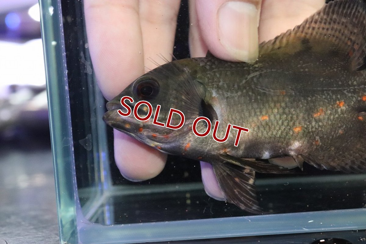 画像5: 【淡水魚】【通販】ブラジル No2 ワイルドレッドオスカー サンフランシスコ産【個体販売】(±10cm)(大型魚)(生体)(熱帯魚)NKO (5)
