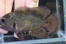 画像6: 【淡水魚】【通販】ブラジル No2 ワイルドレッドオスカー サンフランシスコ産【個体販売】(±10cm)(大型魚)(生体)(熱帯魚)NKO (6)
