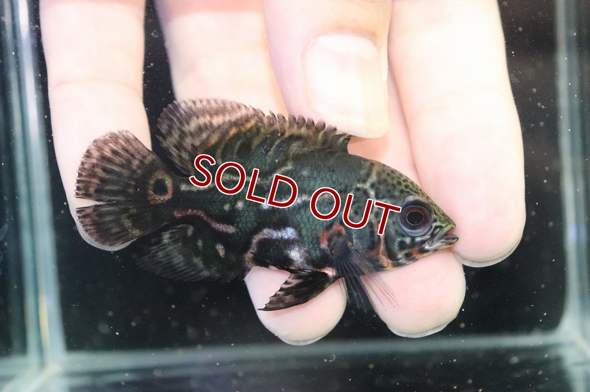 画像1: 【淡水魚】【通販】赤が出てる！！ ワイルドオスカー コロンビア産【個体販売】(±6.5cm)(大型魚)(生体)(熱帯魚)NKO (1)