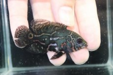 画像1: 【淡水魚】【通販】赤が出てる！！ ワイルドオスカー コロンビア産【個体販売】(±6.5cm)(大型魚)(生体)(熱帯魚)NKO (1)