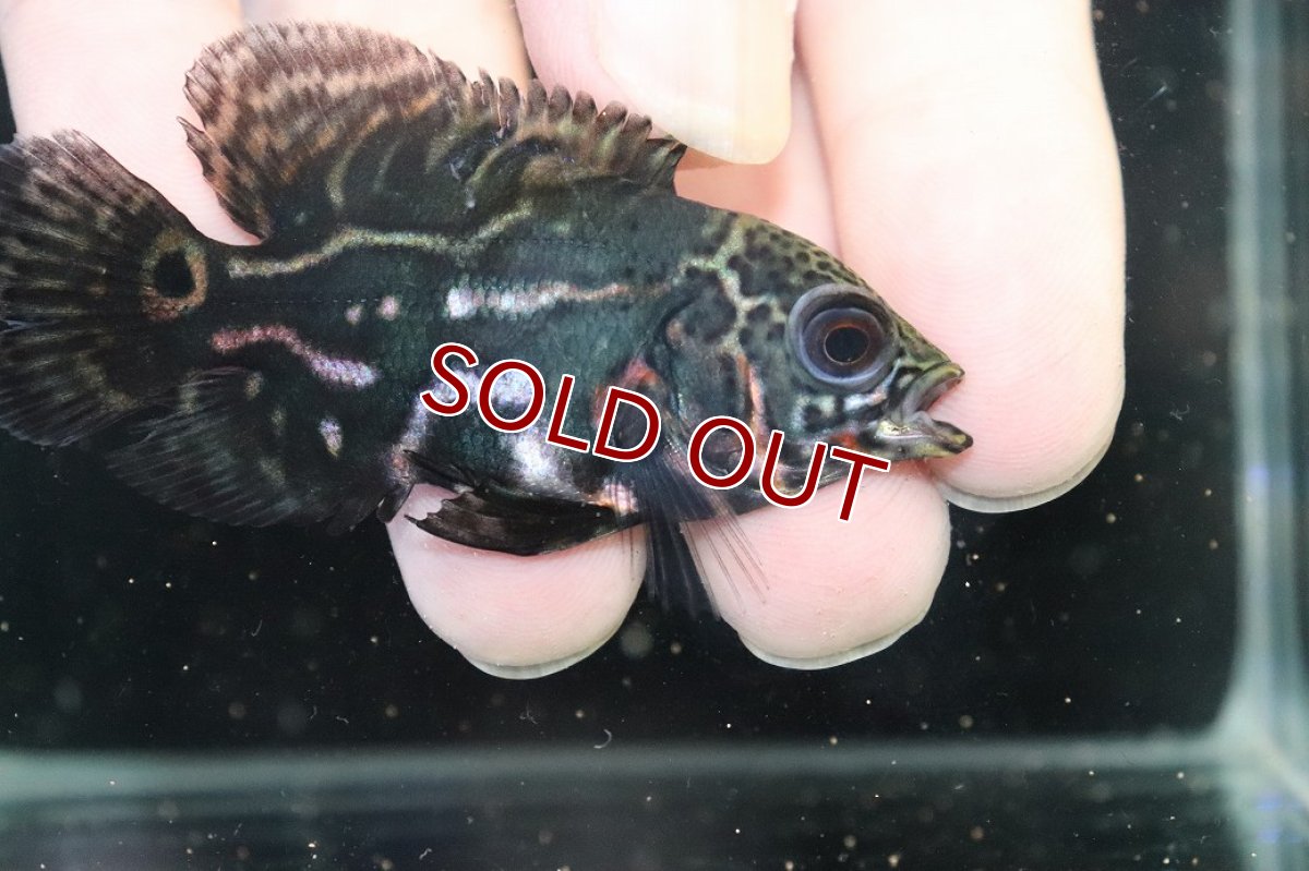 画像2: 【淡水魚】【通販】赤が出てる！！ ワイルドオスカー コロンビア産【個体販売】(±6.5cm)(大型魚)(生体)(熱帯魚)NKO (2)