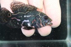 画像2: 【淡水魚】【通販】赤が出てる！！ ワイルドオスカー コロンビア産【個体販売】(±6.5cm)(大型魚)(生体)(熱帯魚)NKO (2)