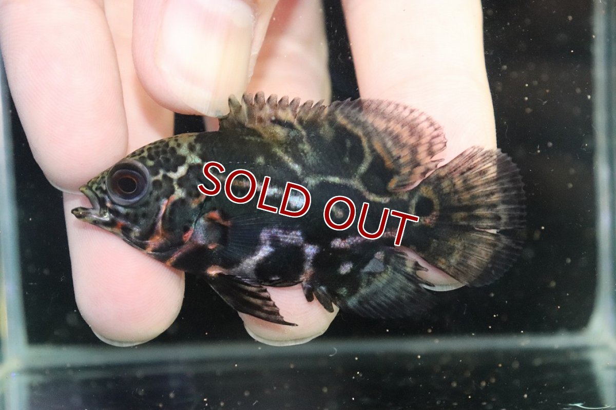 画像3: 【淡水魚】【通販】赤が出てる！！ ワイルドオスカー コロンビア産【個体販売】(±6.5cm)(大型魚)(生体)(熱帯魚)NKO (3)