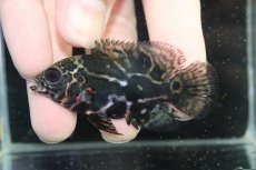 画像3: 【淡水魚】【通販】赤が出てる！！ ワイルドオスカー コロンビア産【個体販売】(±6.5cm)(大型魚)(生体)(熱帯魚)NKO (3)
