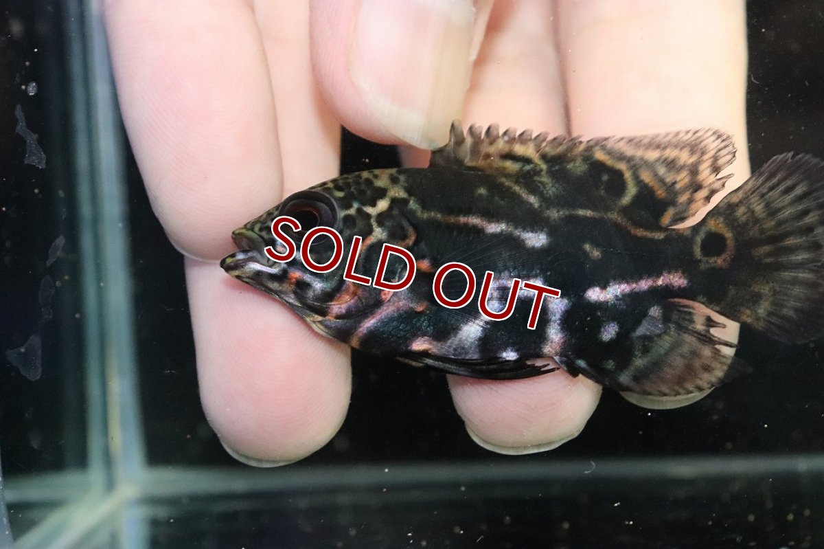 画像4: 【淡水魚】【通販】赤が出てる！！ ワイルドオスカー コロンビア産【個体販売】(±6.5cm)(大型魚)(生体)(熱帯魚)NKO (4)