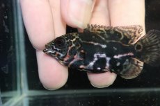 画像4: 【淡水魚】【通販】赤が出てる！！ ワイルドオスカー コロンビア産【個体販売】(±6.5cm)(大型魚)(生体)(熱帯魚)NKO (4)