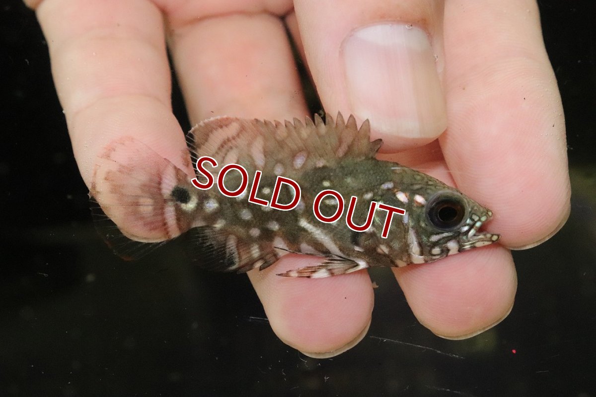 画像1: 50％OFF対象外、10％OFF対象【淡水魚】【通販】超激レア 幻のワイルドオスカー最高峰 レッドベリーオスカー ルブロオセラータ リオネグロ産【個体販売】(生体)(熱帯魚)NKO (1)