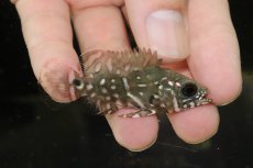 画像1: 50％OFF対象外、10％OFF対象【淡水魚】【通販】超激レア 幻のワイルドオスカー最高峰 レッドベリーオスカー ルブロオセラータ リオネグロ産【個体販売】(生体)(熱帯魚)NKO (1)
