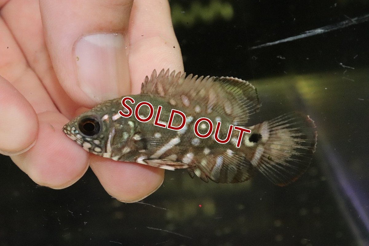 画像2: 50％OFF対象外、10％OFF対象【淡水魚】【通販】超激レア 幻のワイルドオスカー最高峰 レッドベリーオスカー ルブロオセラータ リオネグロ産【個体販売】(生体)(熱帯魚)NKO (2)