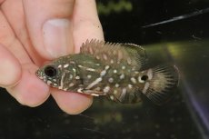 画像2: 50％OFF対象外、10％OFF対象【淡水魚】【通販】超激レア 幻のワイルドオスカー最高峰 レッドベリーオスカー ルブロオセラータ リオネグロ産【個体販売】(生体)(熱帯魚)NKO (2)