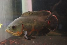 画像1: 【淡水魚】【通販】激レア 極上個体 極赤 スーパーレッドオスカー サンフランシスコ産 ワイルド【個体販売】(±19cm)(生体)(熱帯魚)NKO (1)