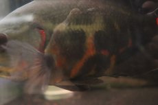 画像2: 【淡水魚】【通販】激レア 極上個体 極赤 スーパーレッドオスカー サンフランシスコ産 ワイルド【個体販売】(±19cm)(生体)(熱帯魚)NKO (2)