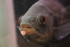 画像3: 【淡水魚】【通販】激レア 極上個体 極赤 スーパーレッドオスカー サンフランシスコ産 ワイルド【個体販売】(±19cm)(生体)(熱帯魚)NKO (3)