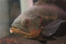 画像4: 【淡水魚】【通販】激レア 極上個体 極赤 スーパーレッドオスカー サンフランシスコ産 ワイルド【個体販売】(±19cm)(生体)(熱帯魚)NKO (4)