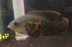 画像5: 【淡水魚】【通販】激レア 極上個体 極赤 スーパーレッドオスカー サンフランシスコ産 ワイルド【個体販売】(±19cm)(生体)(熱帯魚)NKO (5)