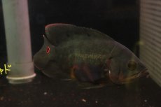 画像6: 【淡水魚】【通販】激レア 極上個体 極赤 スーパーレッドオスカー サンフランシスコ産 ワイルド【個体販売】(±19cm)(生体)(熱帯魚)NKO (6)