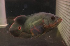 画像7: 【淡水魚】【通販】激レア 極上個体 極赤 スーパーレッドオスカー サンフランシスコ産 ワイルド【個体販売】(±19cm)(生体)(熱帯魚)NKO (7)