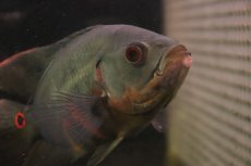 画像8: 【淡水魚】【通販】激レア 極上個体 極赤 スーパーレッドオスカー サンフランシスコ産 ワイルド【個体販売】(±19cm)(生体)(熱帯魚)NKO (8)