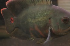 画像9: 【淡水魚】【通販】激レア 極上個体 極赤 スーパーレッドオスカー サンフランシスコ産 ワイルド【個体販売】(±19cm)(生体)(熱帯魚)NKO (9)