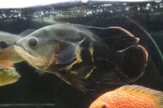 画像1: 【通販 淡水魚】激レア 極上個体 No2 スーパーレッドオスカー サンフランシスコ産 ワイルド【個体販売】(±19cm)(生体)(熱帯魚)NKO (1)