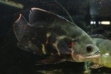 画像2: 【通販 淡水魚】激レア 極上個体 No2 スーパーレッドオスカー サンフランシスコ産 ワイルド【個体販売】(±19cm)(生体)(熱帯魚)NKO (2)