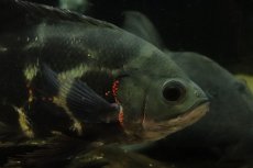 画像3: 【通販 淡水魚】激レア 極上個体 No2 スーパーレッドオスカー サンフランシスコ産 ワイルド【個体販売】(±19cm)(生体)(熱帯魚)NKO (3)