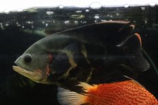 画像4: 【通販 淡水魚】激レア 極上個体 No2 スーパーレッドオスカー サンフランシスコ産 ワイルド【個体販売】(±19cm)(生体)(熱帯魚)NKO (4)