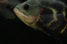 画像5: 【通販 淡水魚】激レア 極上個体 No2 スーパーレッドオスカー サンフランシスコ産 ワイルド【個体販売】(±19cm)(生体)(熱帯魚)NKO (5)