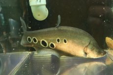 画像1: 【淡水魚】【通販】特価 大きい ロイヤルナイフフィッシュ【個体販売】(±28-30cm)(大型魚)(生体)(熱帯魚)NKO (1)