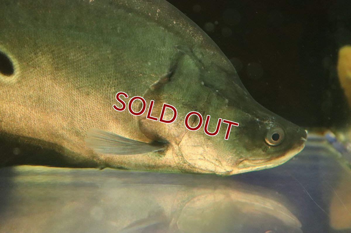 画像2: 【10%OFF対象商品30周年セール】【淡水魚】【通販】特価 大きい スポットナイフフィッシュ(スポッテッドナイフ)【個体販売】(±28-30cm)(大型魚)(生体)(熱帯魚)NKO (2)