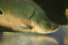 画像2: 【淡水魚】【通販】特価 大きい ロイヤルナイフフィッシュ【個体販売】(±28-30cm)(大型魚)(生体)(熱帯魚)NKO (2)