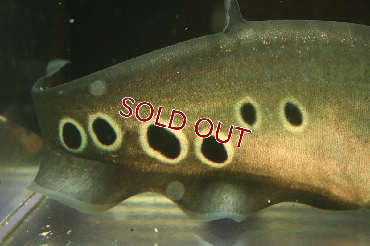 画像3: 【10%OFF対象商品30周年セール】【淡水魚】【通販】特価 大きい スポットナイフフィッシュ(スポッテッドナイフ)【個体販売】(±28-30cm)(大型魚)(生体)(熱帯魚)NKO (3)