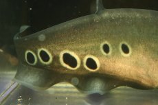 画像3: 【淡水魚】【通販】特価 大きい ロイヤルナイフフィッシュ【個体販売】(±28-30cm)(大型魚)(生体)(熱帯魚)NKO (3)