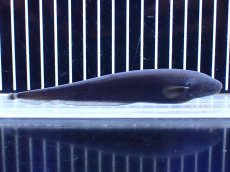 画像1: 【淡水魚】【通販】ドラゴンナイフフィッシュ【個体販売】(±13cm)(大型魚)(生体)(熱帯魚)NKO (1)